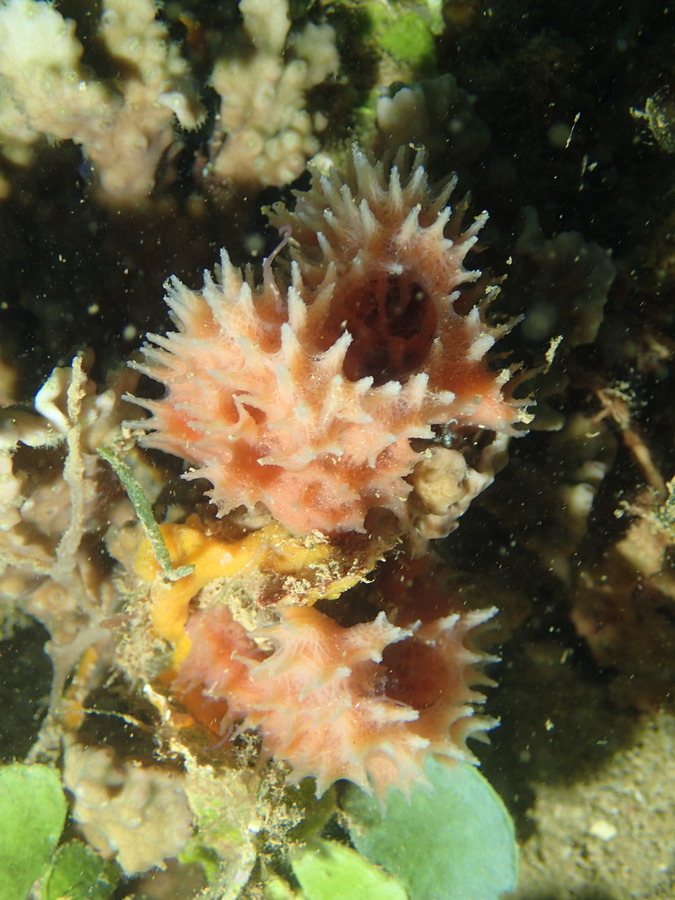 Éponges