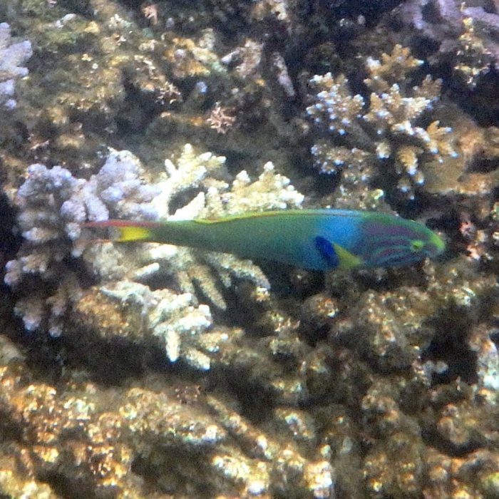 Thalassoma lutescens