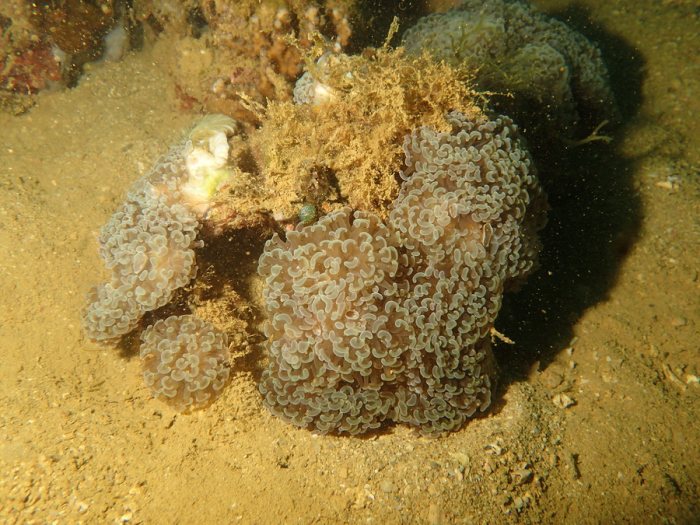 Euphyllia ancora