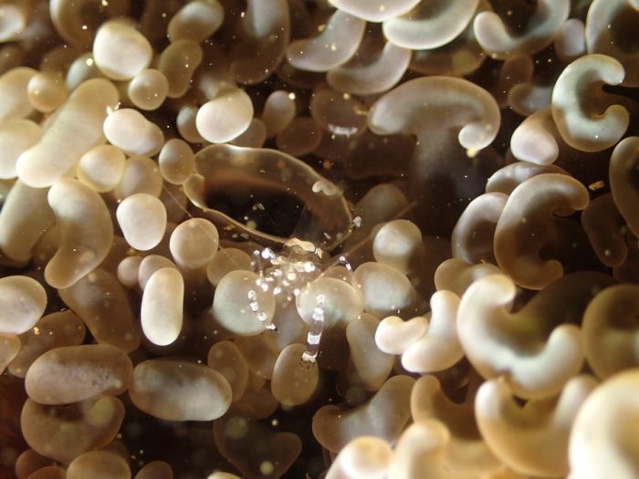 Euphyllia ancora