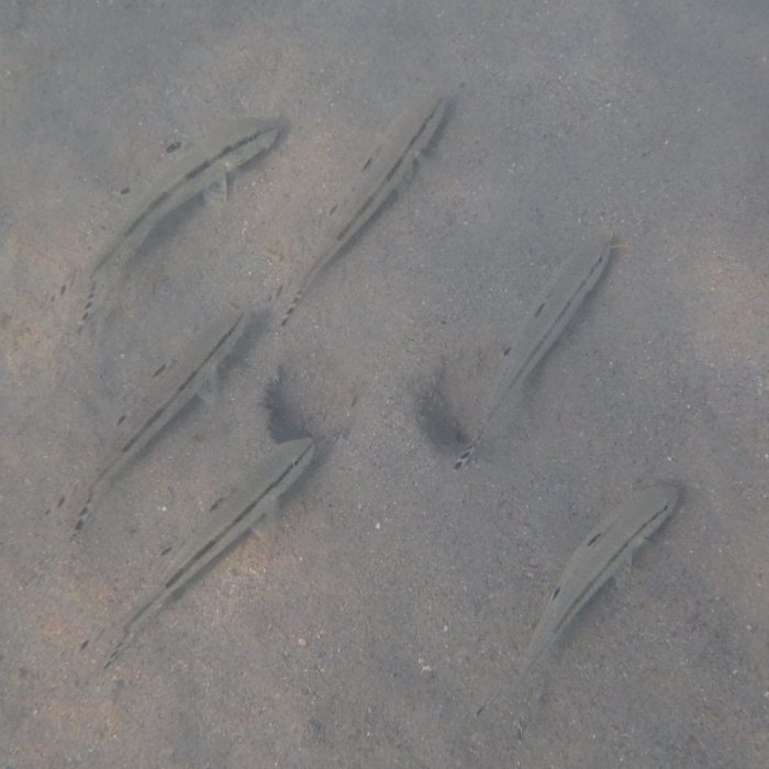 Upeneus tragula