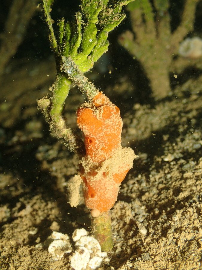 Éponges