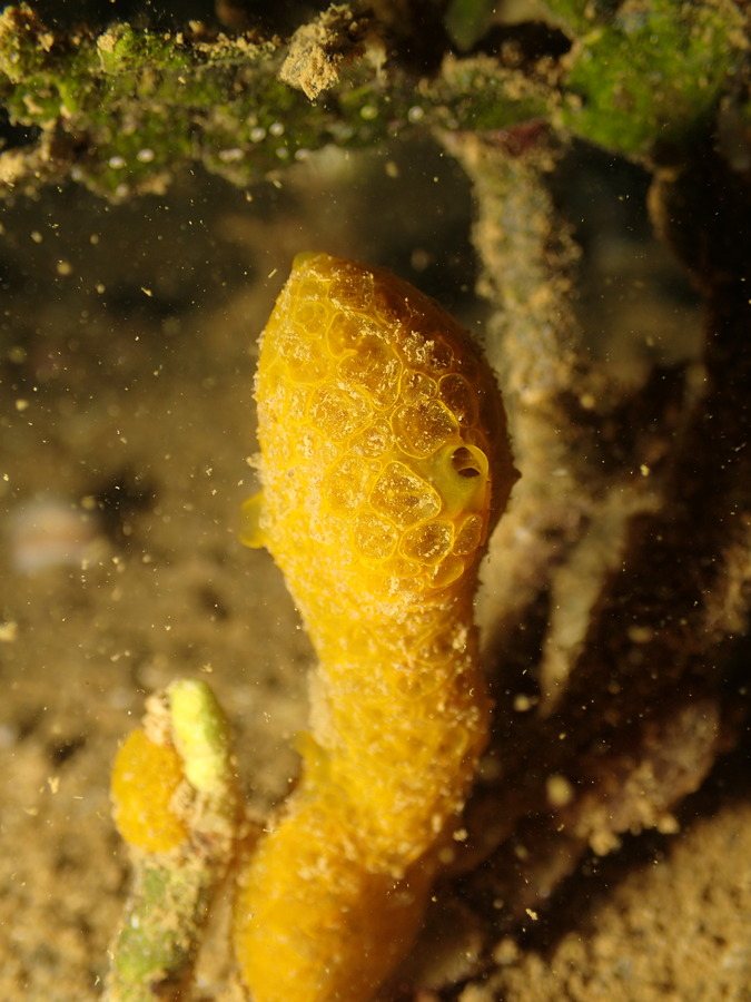 Éponges