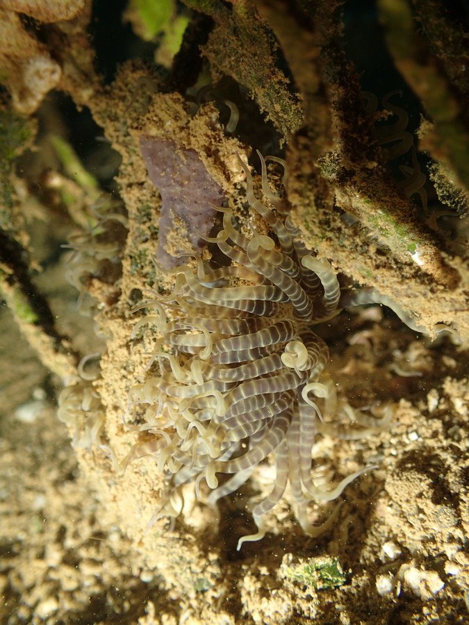 Anémone de mer