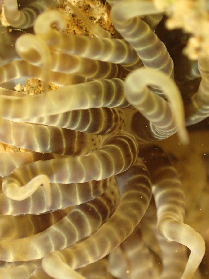 Anémone de mer