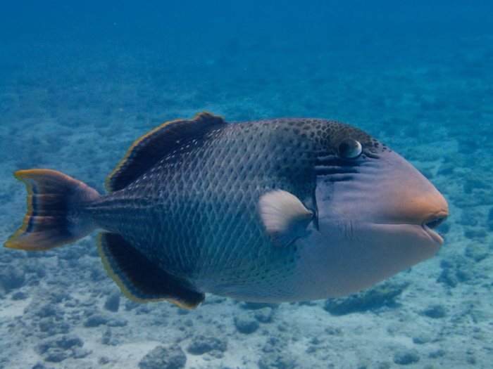 Pseudobalistes flavimarginatus