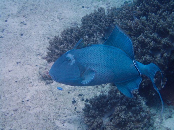 Odonus niger