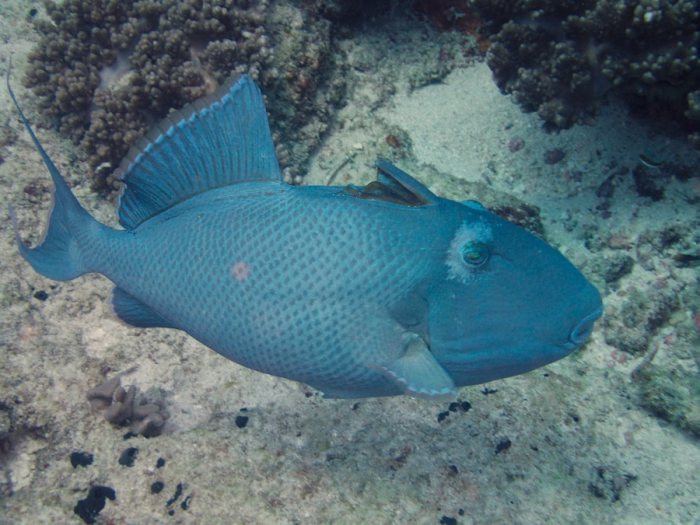 Odonus niger