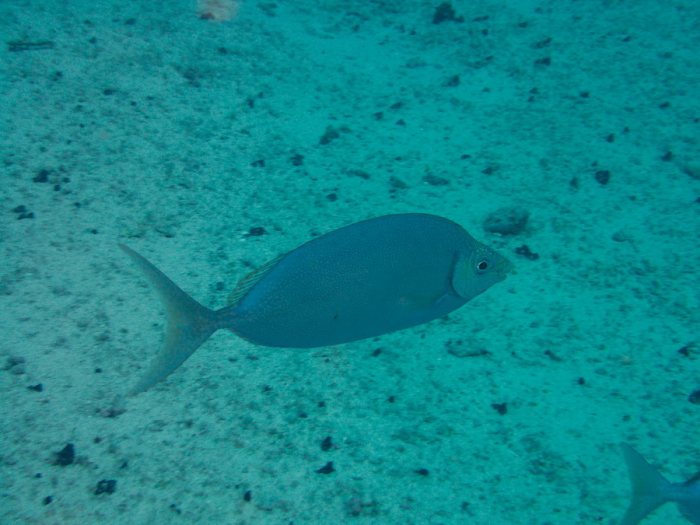 Siganus woodlandi