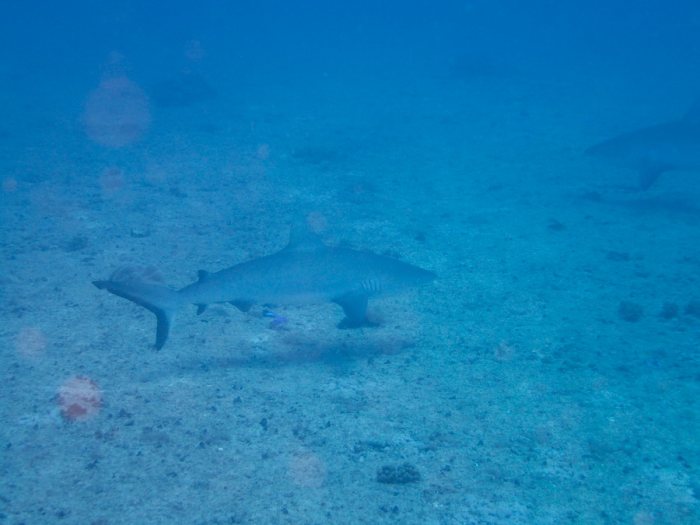 Carcharhinus amblyrhynchos