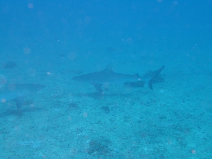 Carcharhinus amblyrhynchos