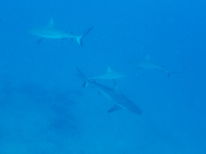 Carcharhinus amblyrhynchos
