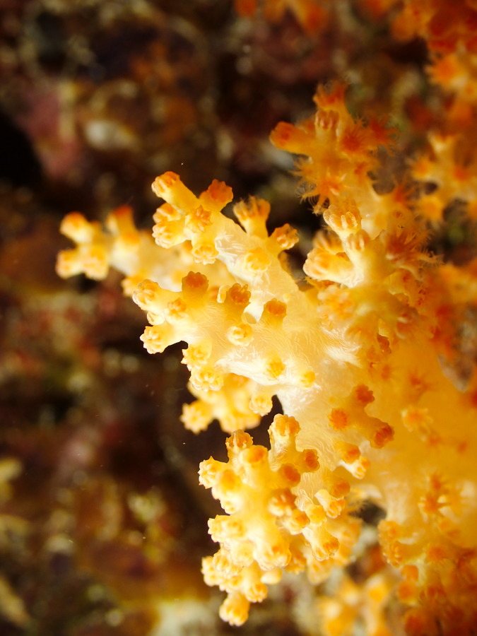 Dendronephthya sp.