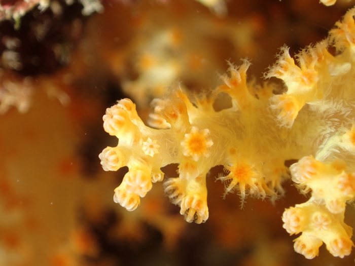 Dendronephthya sp.