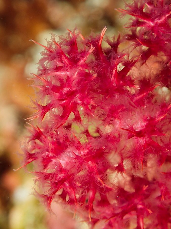Dendronephthya sp.
