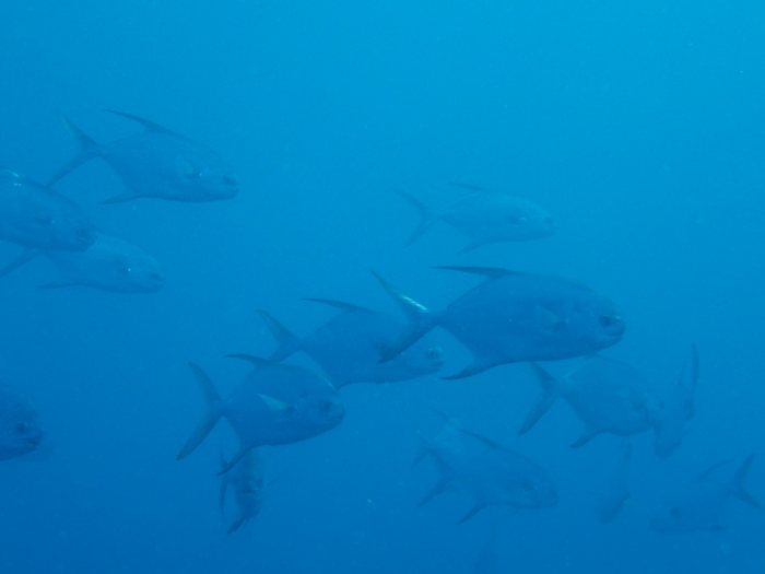 Trachinotus blochii