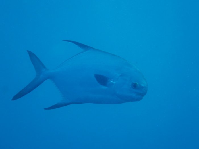 Trachinotus blochii