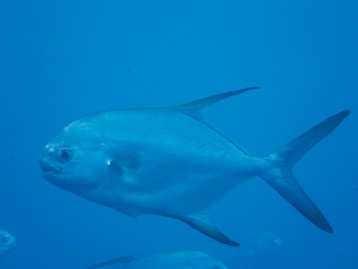 Trachinotus blochii