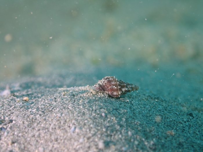 Gastéropode