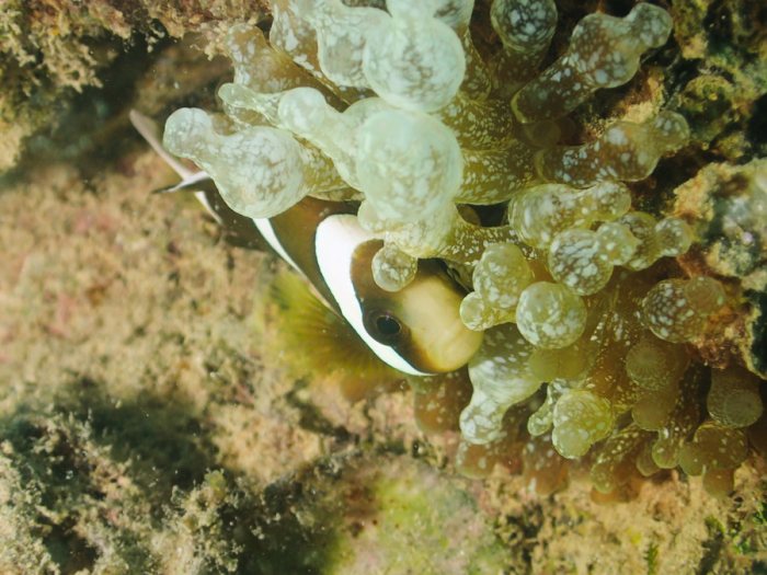 Amphiprion clarkii