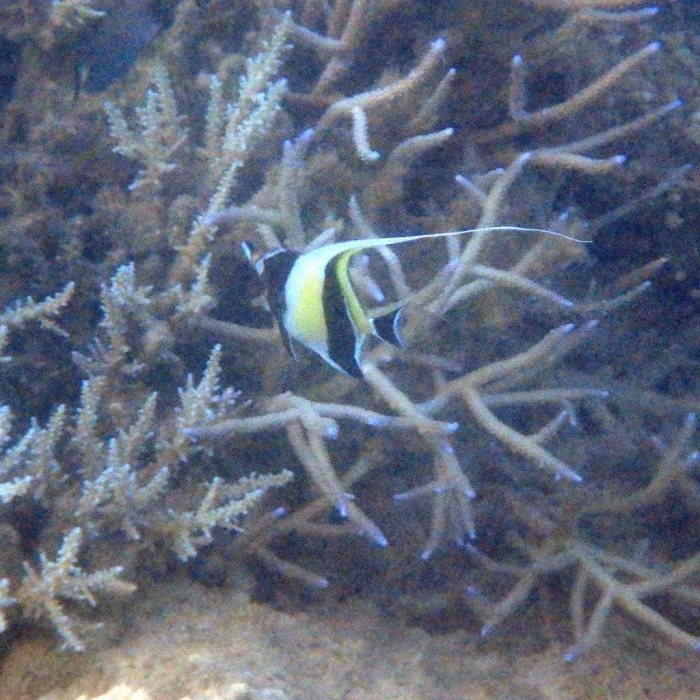 Zanclus cornutus