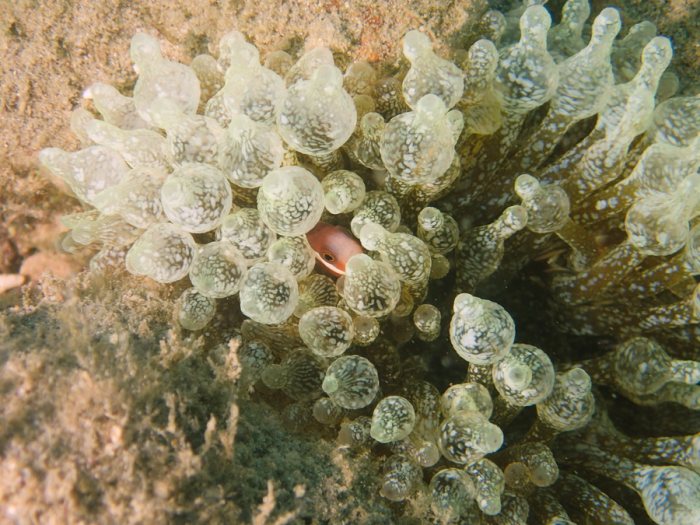 Anémone de mer