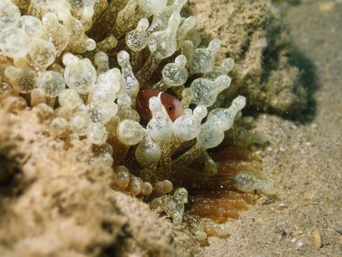 Anémone de mer