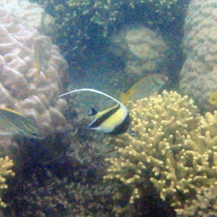 Zanclus cornutus