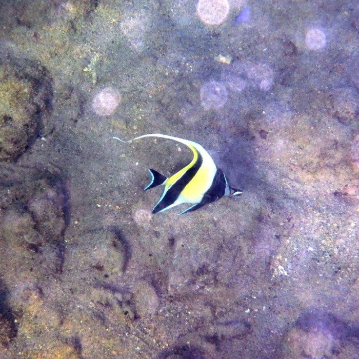 Zanclus cornutus