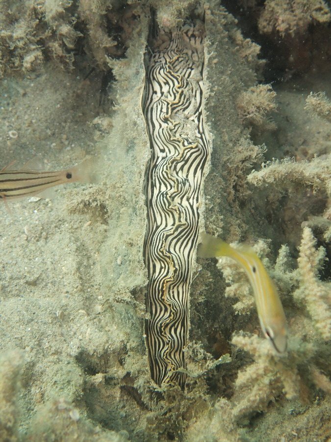 Athrina vexillum