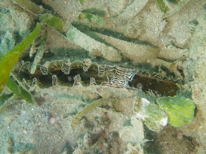 Athrina vexillum