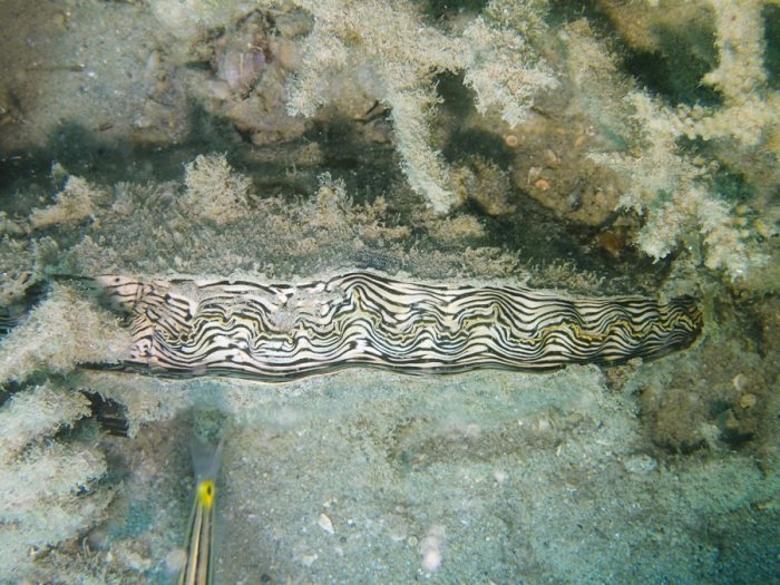Athrina vexillum