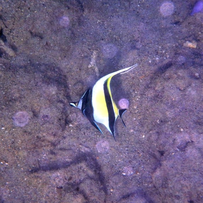 Zanclus cornutus