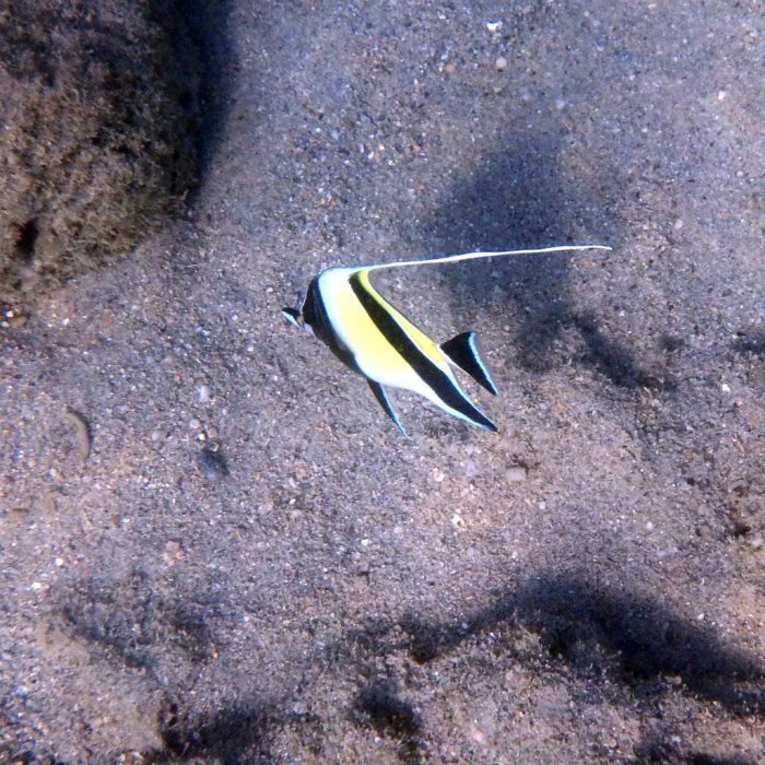 Zanclus cornutus