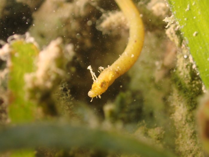 Halicampus dunckeri