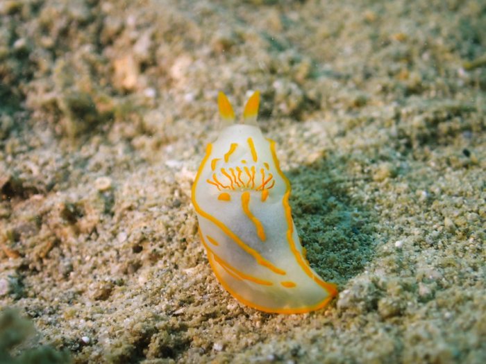 Gymnodoris striatum