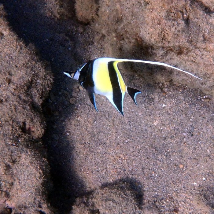 Zanclus cornutus