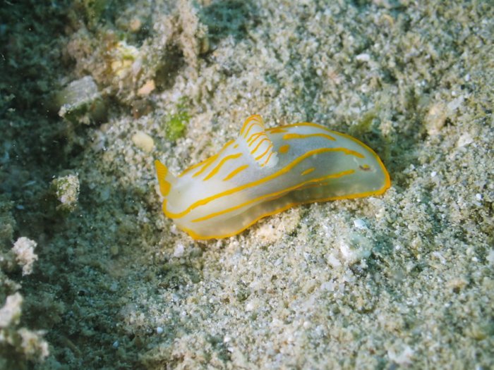 Gymnodoris striatum