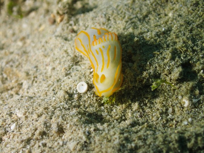 Gymnodoris striatum