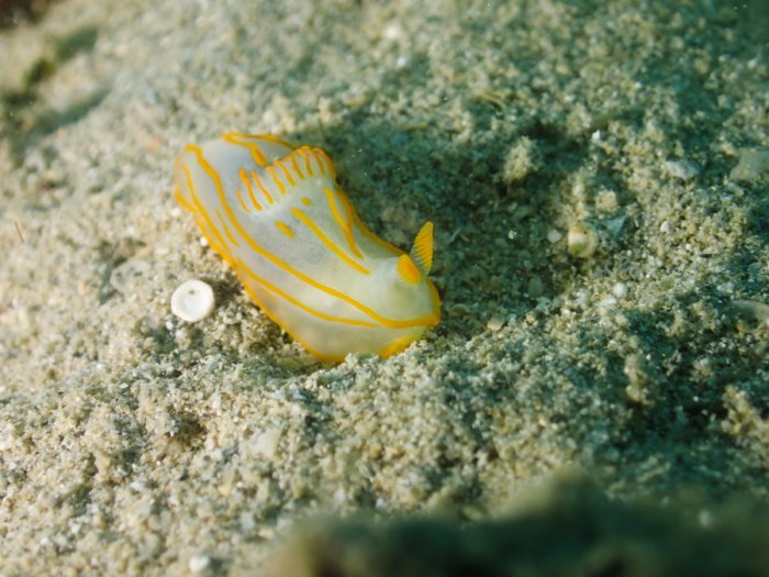 Gymnodoris striatum