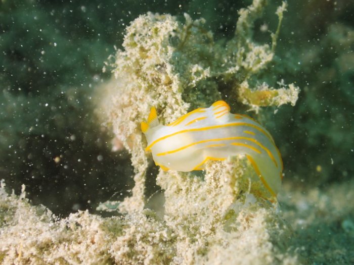 Gymnodoris striatum