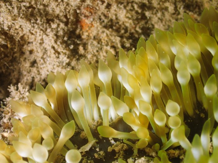 Anémone de mer