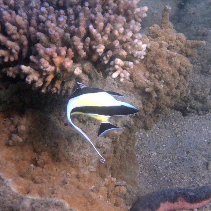 Zanclus cornutus
