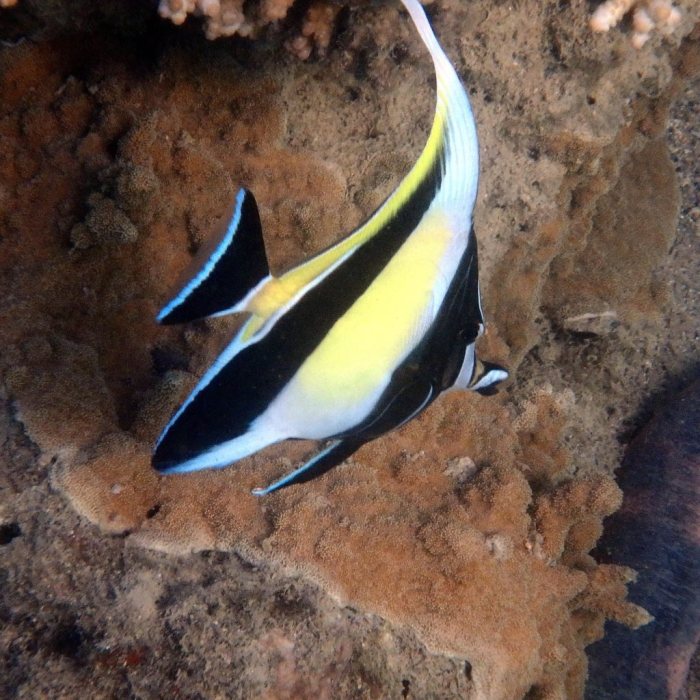 Zanclus cornutus
