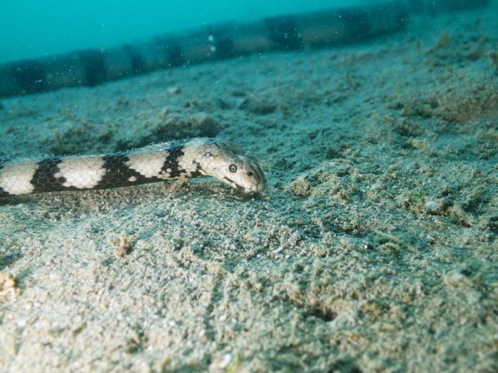 Hydrophis coggeri