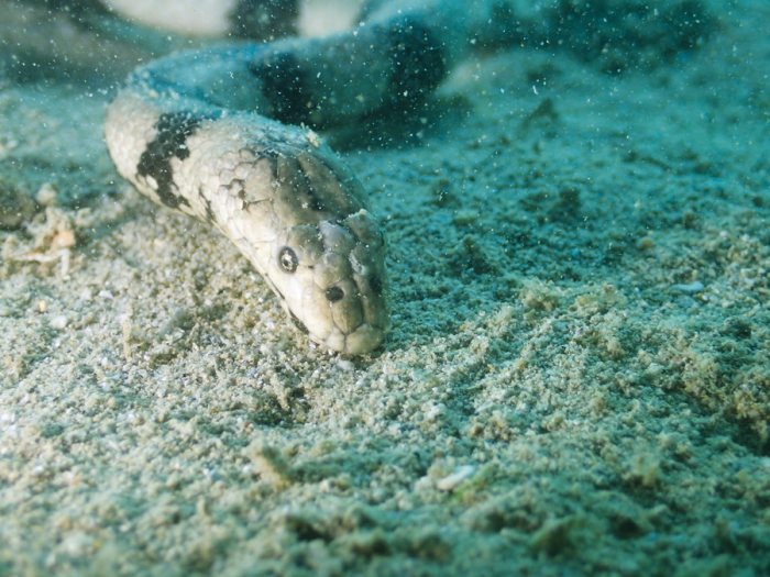 Hydrophis coggeri