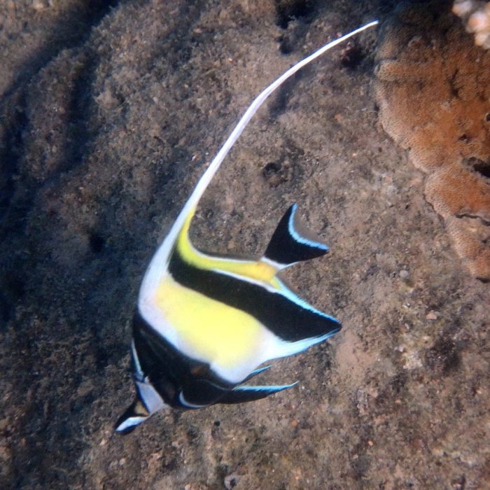 Zanclus cornutus
