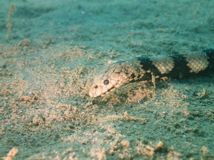 Hydrophis coggeri