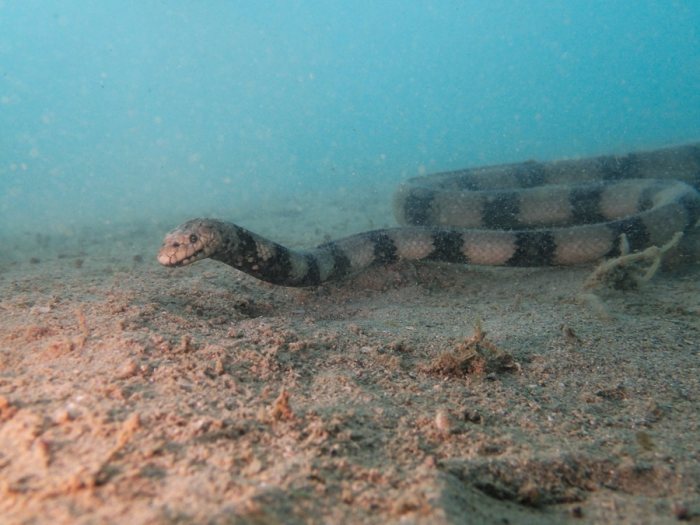 Hydrophis coggeri