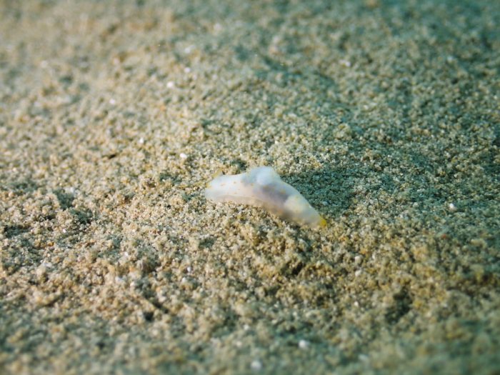 Gymnodoris sp.